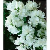 Baldur Garten Bauern-Jasmin