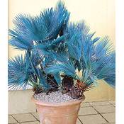 Baldur Garten Blaue Zwerg-Palme Vergleich