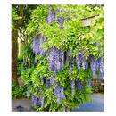 Baldur Garten Blauregen 'Blue Moon' H-7767