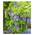 Baldur Garten Blauregen 'Blue Moon' H-7767