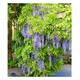 Baldur Garten Blauregen 'Blue Moon' H-7767 Test