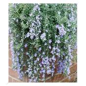 Baldur Garten Blue Cascade Vergleich