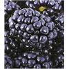 Baldur Garten Brombeeren Big Max XXL