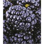 Baldur Garten Brombeeren Big Max XXL
