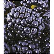 Baldur Garten Brombeeren Big Max XXL