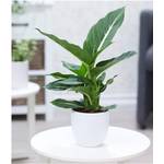 Baldur Garten Dieffenbachie Compacta