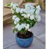 Baldur Garten Duftender Gartenjasmin
