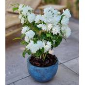 Baldur Garten Duftender Gartenjasmin Vergleich