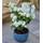 Baldur Garten Duftender Gartenjasmin