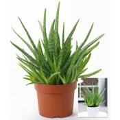 Baldur Garten Echte Aloe vera