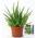 Baldur Garten Echte Aloe vera