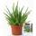 Baldur Garten Echte Aloe vera
