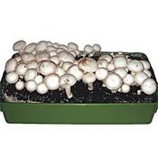 Baldur Garten Edel-Champignons