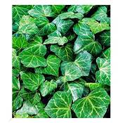 Baldur Garten Efeu 'Baltica' H-2154