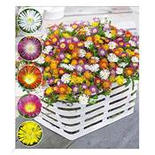 Baldur Garten Eisblumen Wheels of Wonder Vergleich