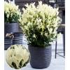Baldur Garten Euonymus Himalaya
