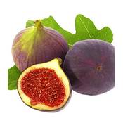 Baldur-Garten Feigenbaum Rouge de Bordeaux