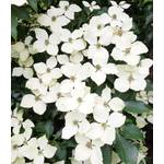 Blumen-Hartriegel