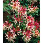 Baldur Garten Geißblatt Henry Lonicera