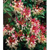 Baldur Garten Geißblatt Henry Lonicera