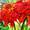 Echinacea-Pflanze