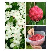 Baldur Garten 	‎H-3141 Vergleich