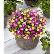 Baldur Garten Eisblumen