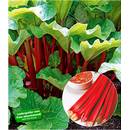 Baldur Garten H-3980