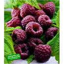 Baldur-Garten H-3986