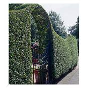 Baldur Garten H-40058