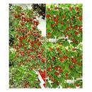 Baldur Garten H-4012