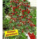 Baldur Garten H-41080