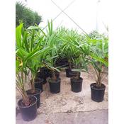 Baldur-Garten H-4312 Vergleich