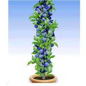 Baldur Garten H-4784