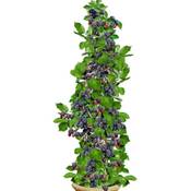 Baldur Garten H-4791
