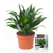 Baldur Garten ‎H-7525 Vergleich