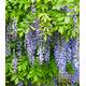 Baldur Garten Blauregen 'Blue Moon' H-7767 Vergleich
