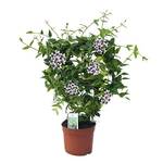 Exotische Blumen