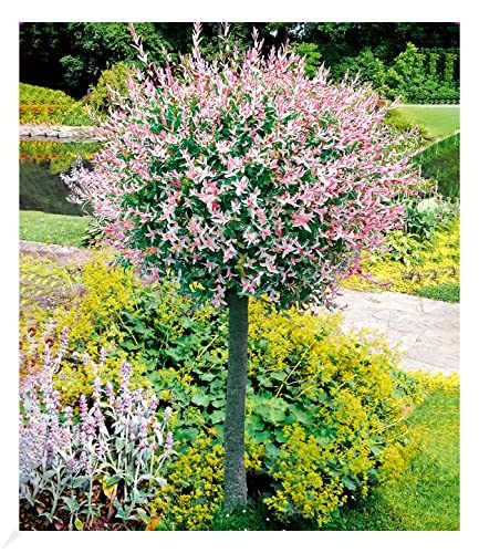 Top 10 winterharte Zierbume Test & Vergleich