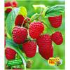Baldur Garten Himbeeren