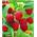 Baldur Garten Himbeeren