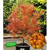 Baldur Garten Japanischer Ahorn 'Katsura' Vergleich