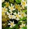 Baldur Garten Jasmin
