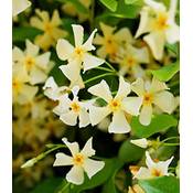 Baldur Garten Jasmin