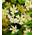 Baldur Garten Jasmin