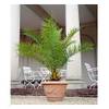 Baldur-Garten Winterharte Palme 'Canariensis'