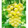Baldur Garten Kernlose Tafel-Trauben New York
