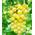 Baldur Garten Kernlose Tafel-Trauben New York
