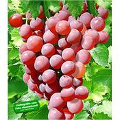 Baldur Garten Kernlose Tafel-Trauben Vanessa