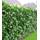 Baldur Garten Kirschlorbeer Hecke
